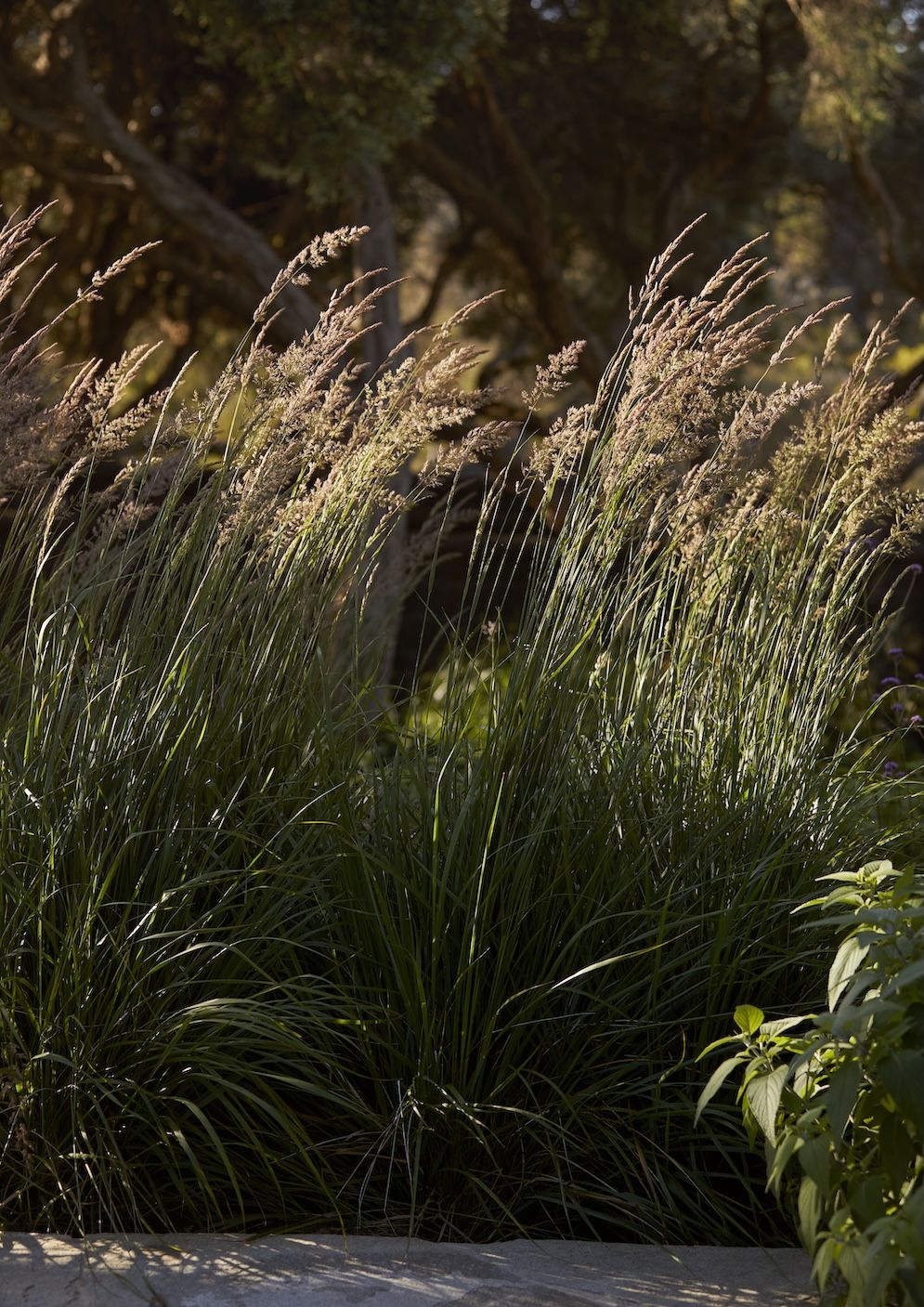 Calamagrostis Karl Foerster