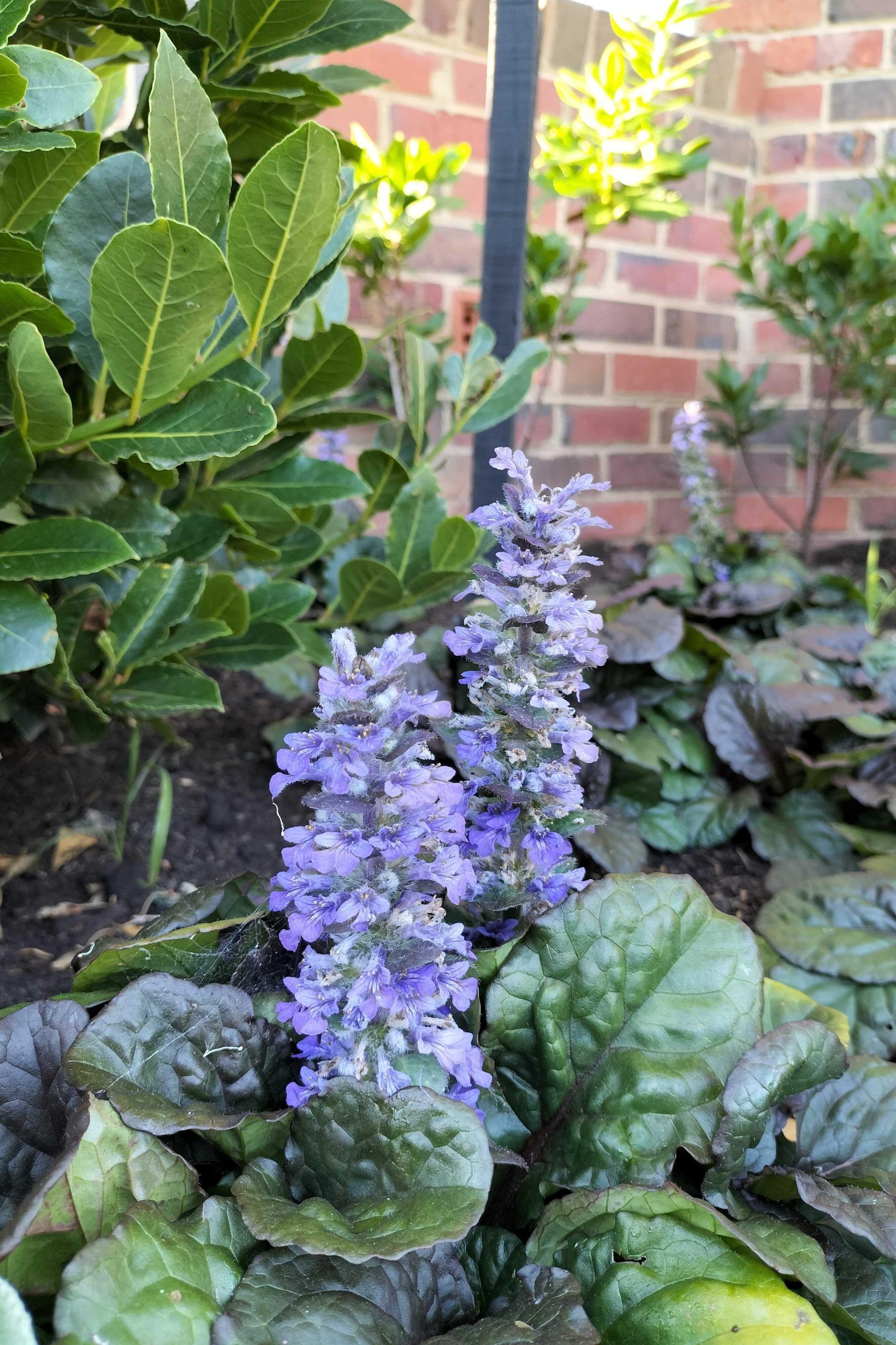 Ajuga reptans