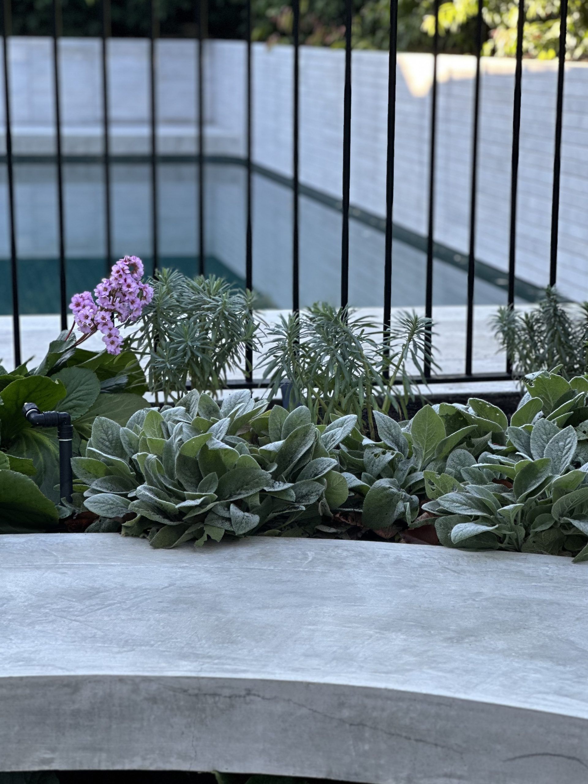 Bergenia cordifolia 1
