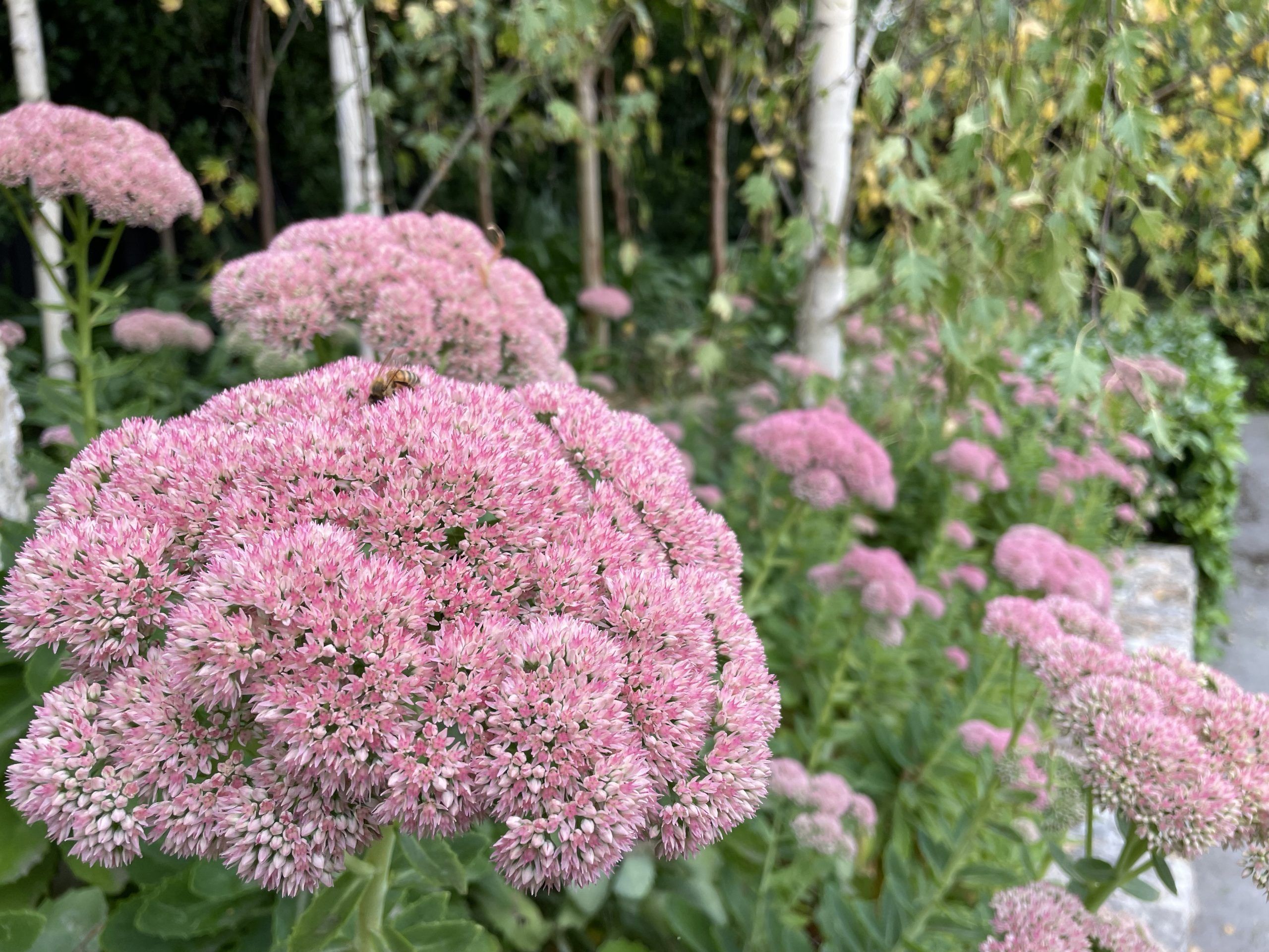 Sedum plant