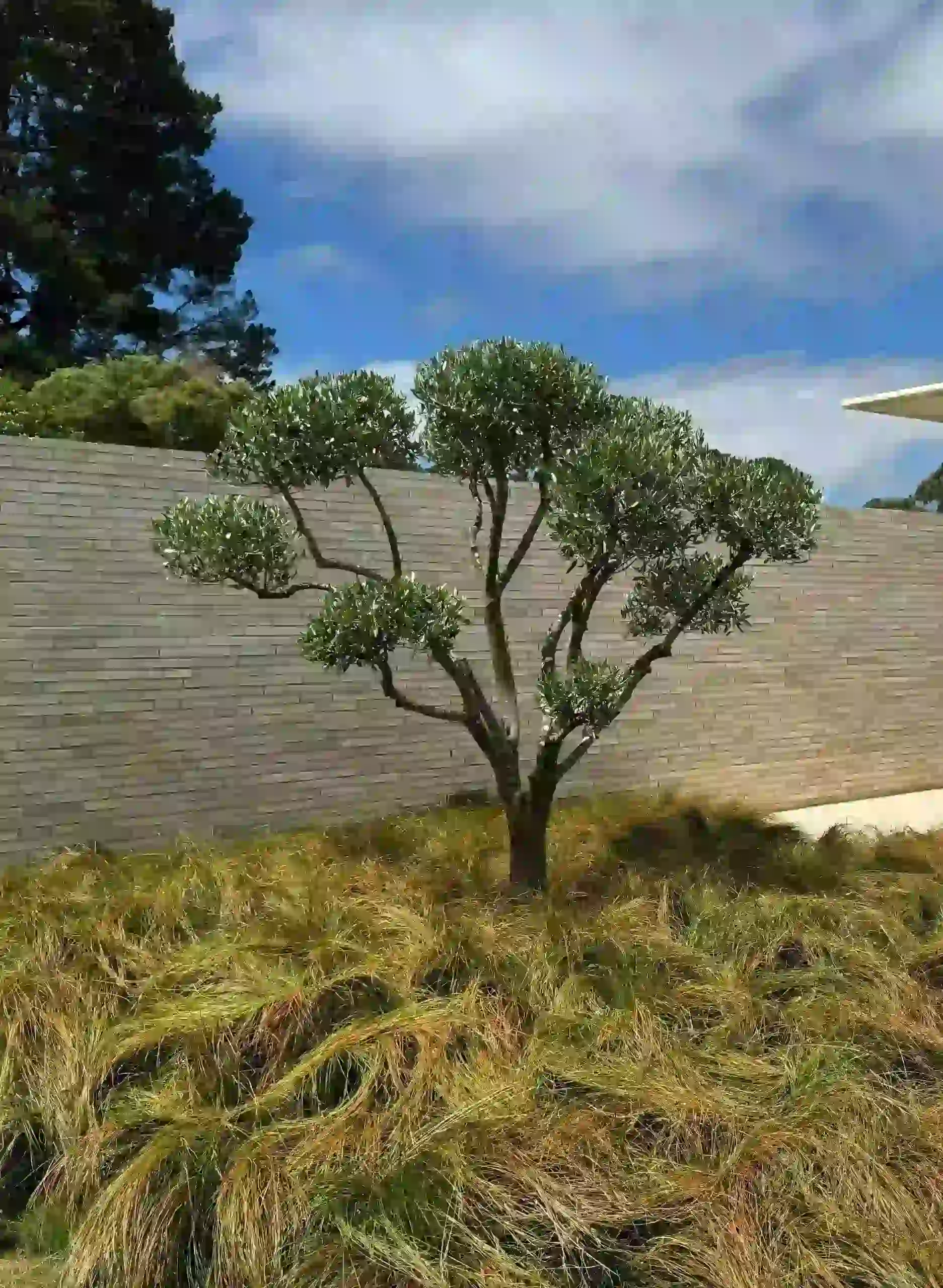 olea europaea plant
