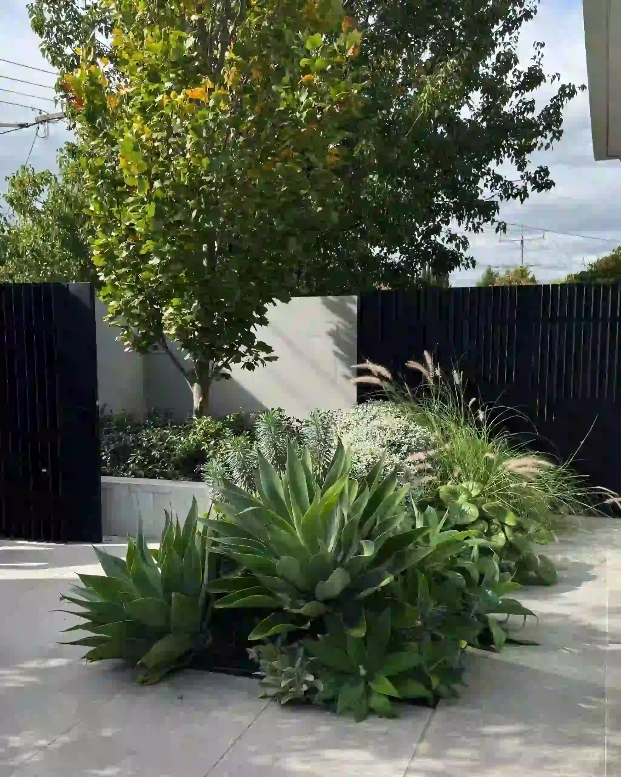 Agave
