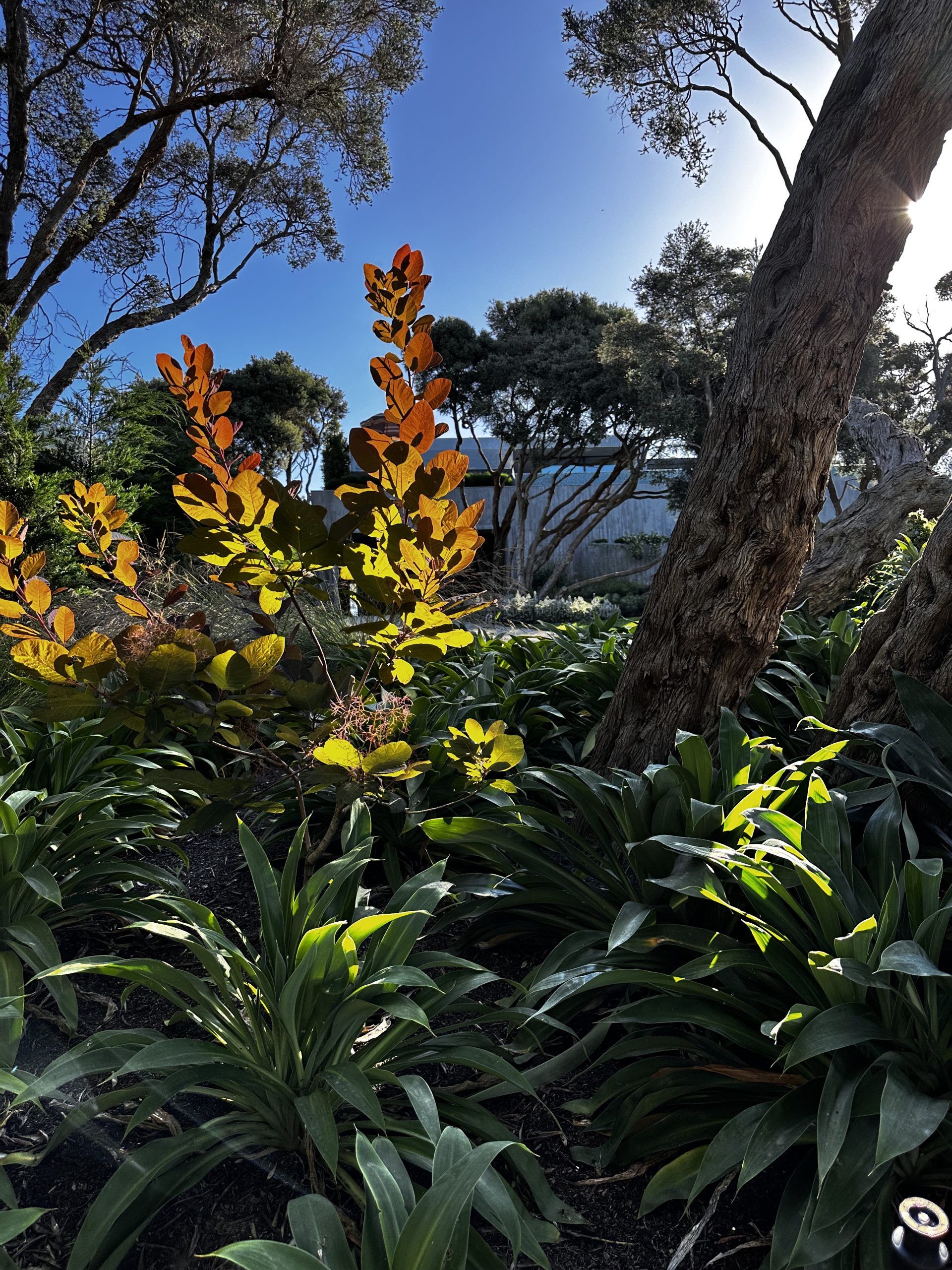 Agushi_Sorrento_Smoke bush