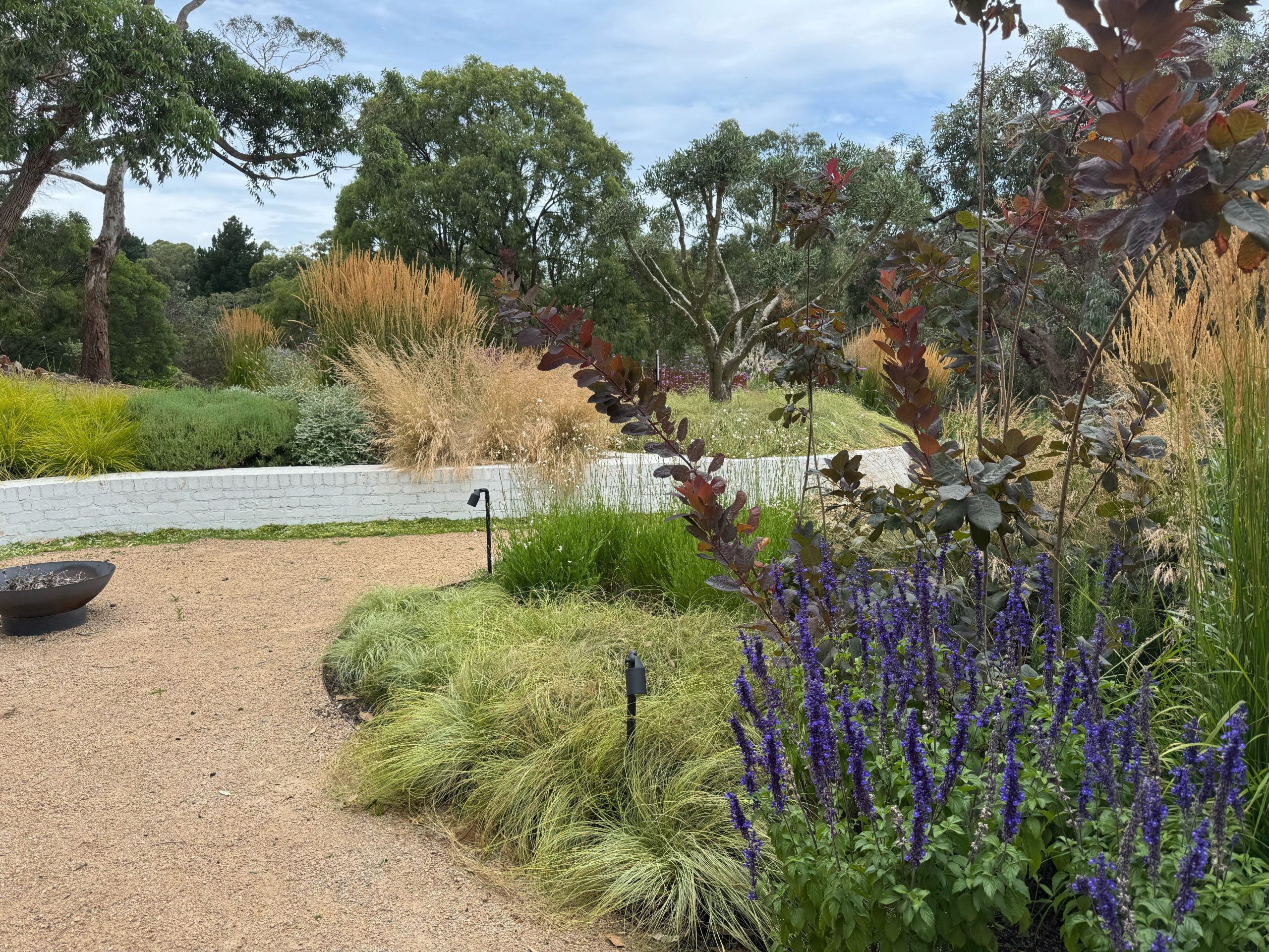 Cotinus Grace in garden design