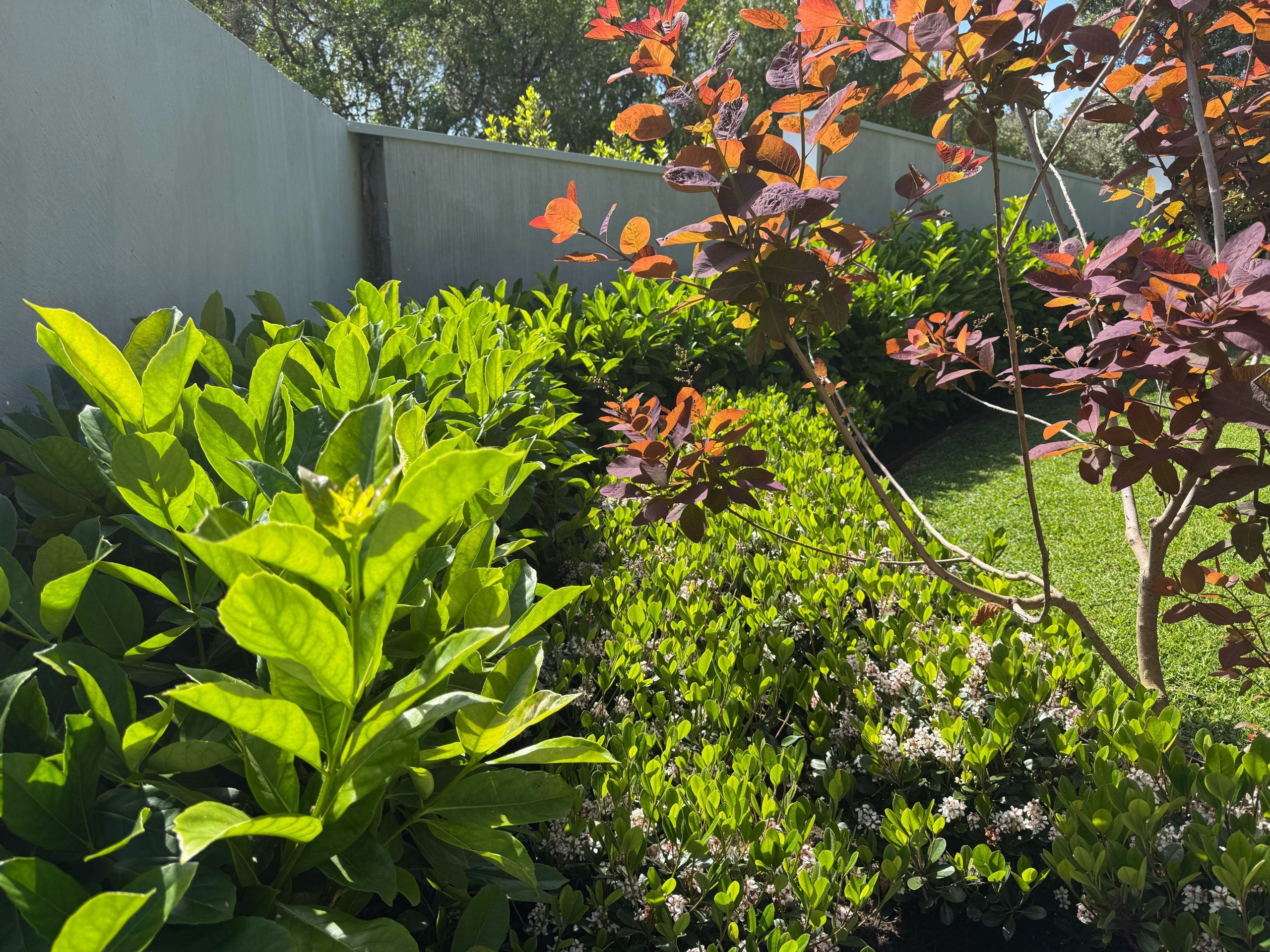 Bowker_Sorrento_Cotinus Grace