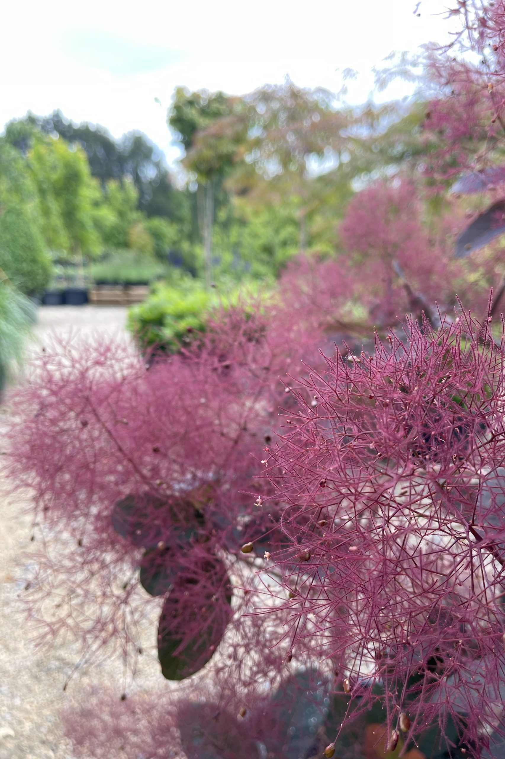 Cotinus Grace in bloom