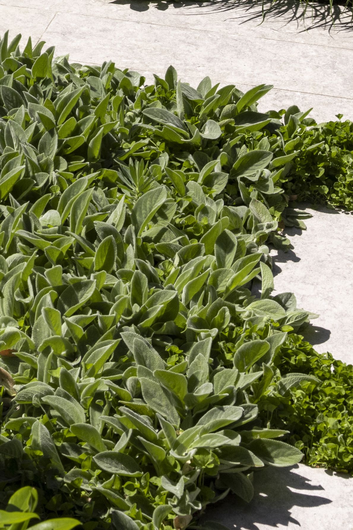 Stachys feature image