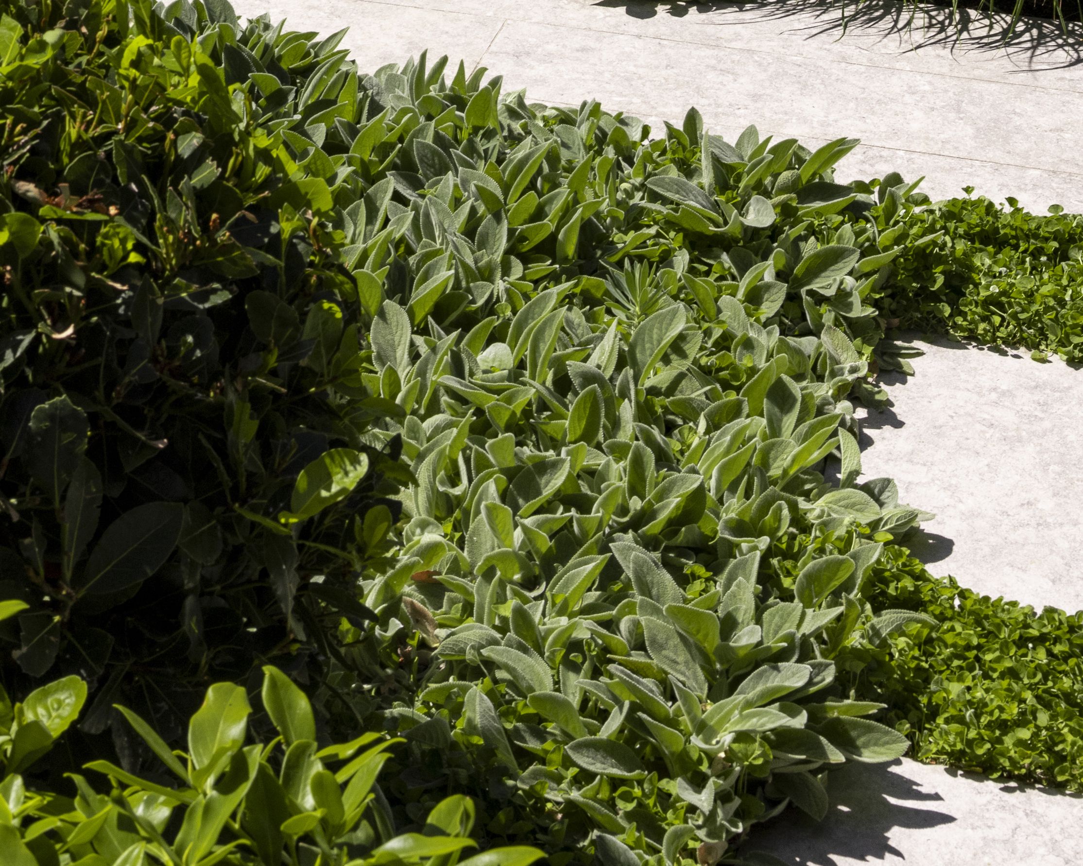 Stachys